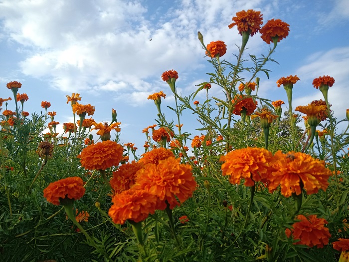 这是9月11日在新疆北屯东区林场拍摄的鲜花 (17)