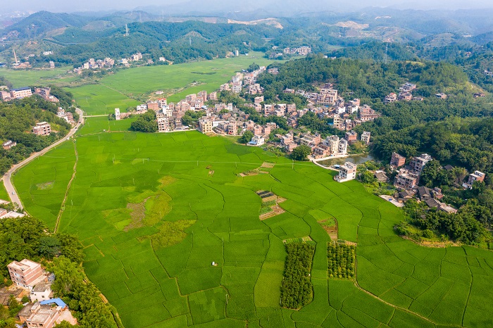 12、2022年9月17日，从高空俯瞰广西梧州市万秀区夏郢镇晚稻长势喜人，绿油油的田园与青山、村庄相映成趣，呈现出一派生机勃勃的景象。（何华文）