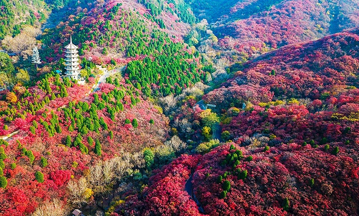 济南红叶谷层林尽染