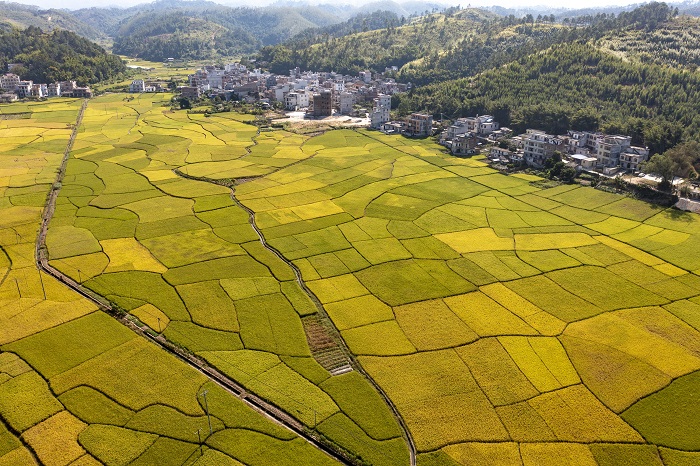 3、2022年10月22日，广西梧州市龙圩区广平镇青山环抱，金色稻田与民居、小溪、公路相映成景，构成一幅美丽画卷。（何华文）