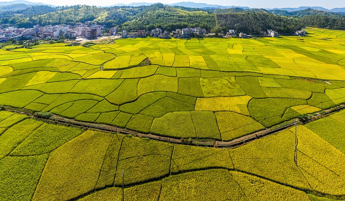 9、2022年10月22日，广西梧州市龙圩区广平镇青山环抱，金色稻田与民居、小溪、公路相映成景，构成一幅美丽画卷。（何华文）