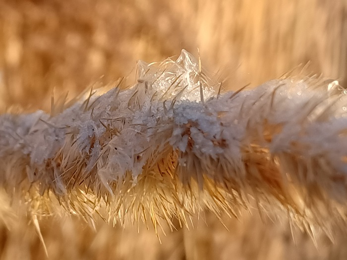 霜打的芦花