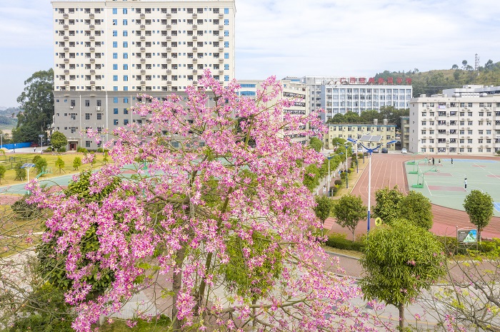 14、2022年11月2日，广西梧州商贸学校内种植的异木棉花开正当时，鲜艳的花朵，绚丽耀目，姹紫嫣红与校园建筑、操场相互辉映，宛如一幅色彩斑斓的美丽画卷。（何华文）