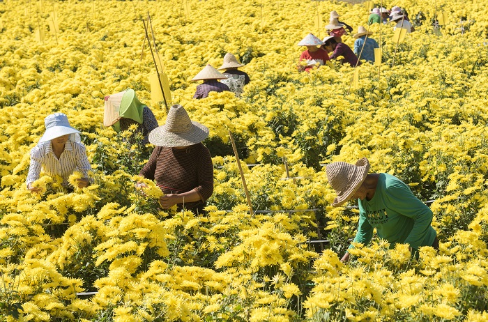 2022年11月12日，江西省婺源县思口镇正熹堂有机皇菊基地，菊农在忙碌采摘金丝皇菊。1