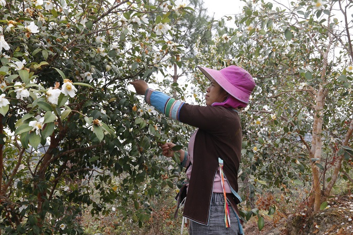 图为：2022年11月13日，在庆云镇万亩油茶种植示范基地，种植户忙着采摘捡籽  (3)