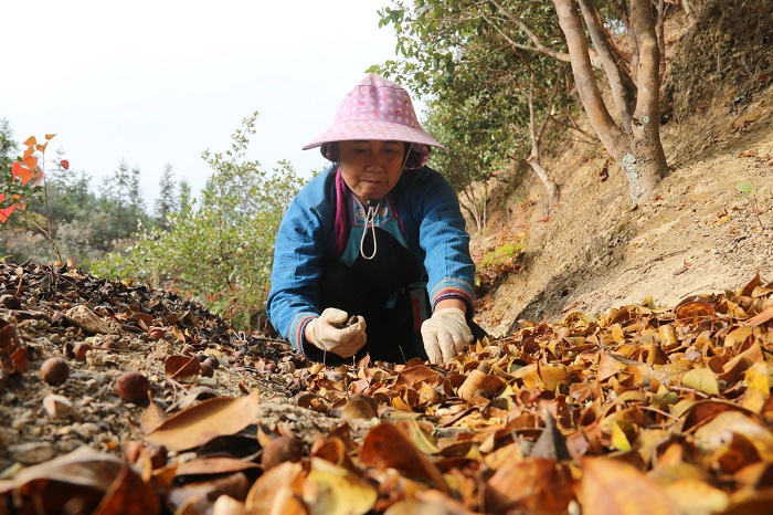 图为：2022年11月13日，在庆云镇万亩油茶种植示范基地，种植户忙着采摘捡籽  (2)