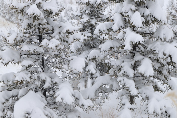 白雪压松枝，2022年11月22日摄于新疆阿勒泰地区阿勒泰市。