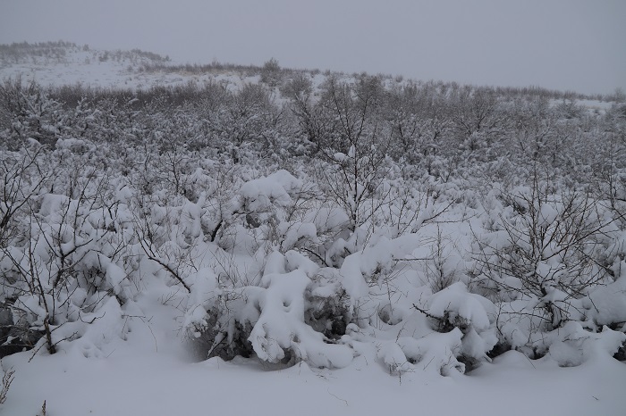 被白雪覆盖的树木，2022年11月22日摄于新疆阿勒泰地区阿勒泰市。