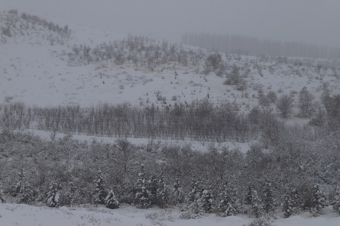 山谷雪景，2022年11月22日摄于新疆阿勒泰地区阿勒泰市。