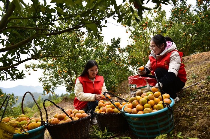 2022年12月7日，在贵州省从江县丙妹镇龙江村椪柑种植基地，党员干部志愿者在帮助村民采收椪柑。