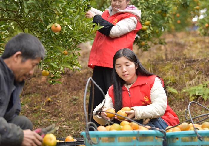 2022年12月7日，在贵州省从江县丙妹镇龙江村椪柑种植基地，党员干部志愿者在帮助村民采收椪柑。11