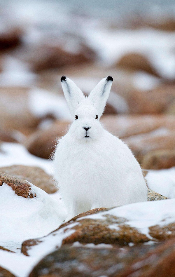 北极雪兔