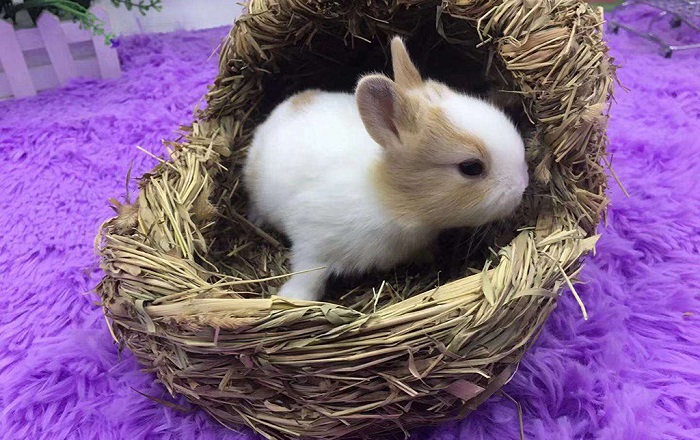 凤眼西施茶杯兔