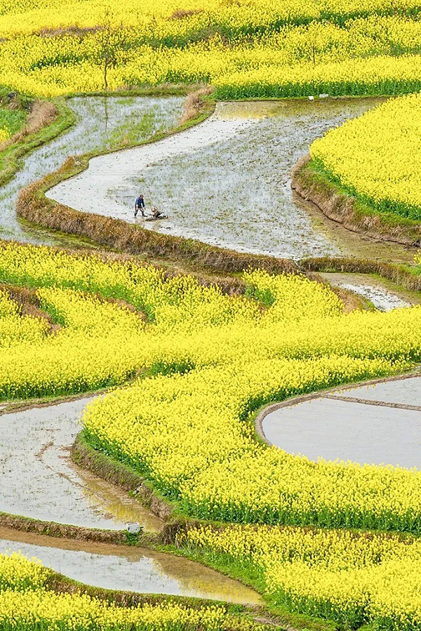 红河哈尼梯田湿地之春