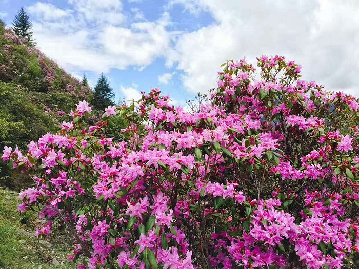 稻城亚丁杜鹃花开