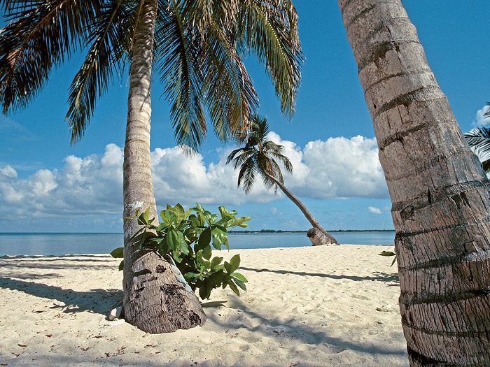 海滨椰树