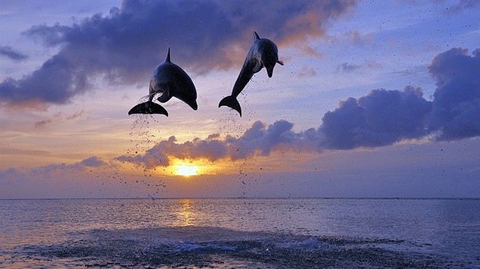 跳跃的海豚与日出