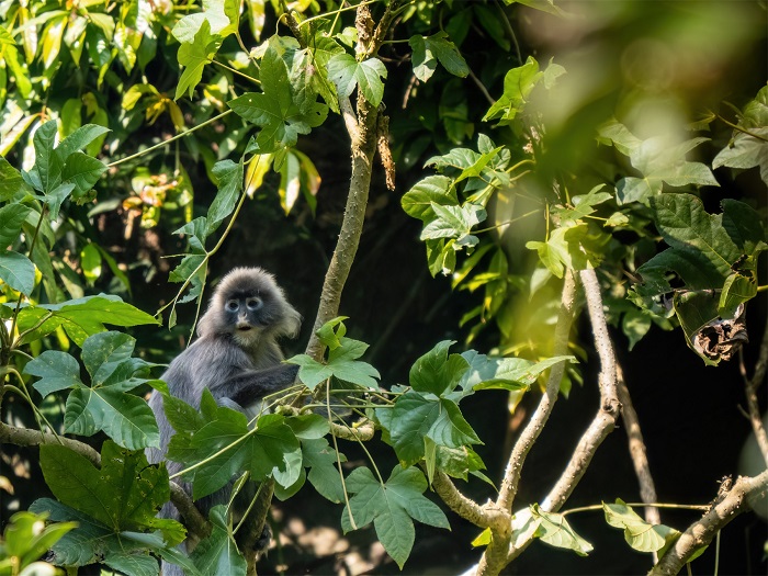 躲在树枝后观察镜头的菲氏叶猴。