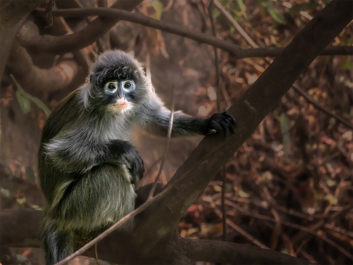 菲氏叶猴，身披银灰色毛，脸部黑色，眼、嘴周围的皮肤由于缺乏色素而显得苍白。
