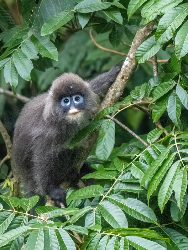 菲氏叶猴，世界濒危物种、国家一级重点保护野生动物。