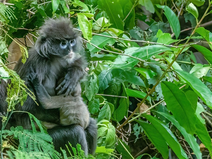 菲氏叶猴，头顶的毛浅银灰色，有时较长呈冠状，腹面淡灰色或浅白色，眉额之间有较长的黑毛向前伸出，似黑色长眉。