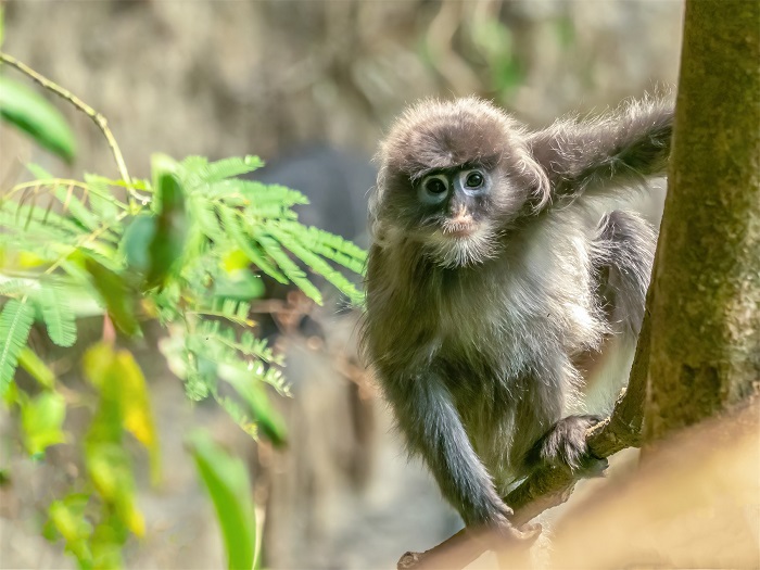 菲氏叶猴多在森林高层活动。