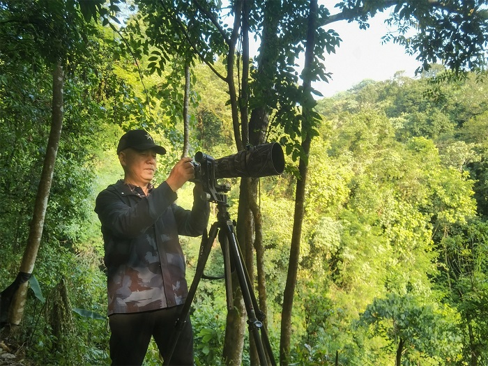 作者用长焦镜头拍摄菲氏叶猴。