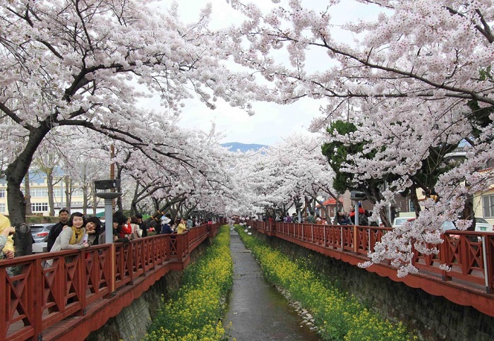 樱花盛开济州岛