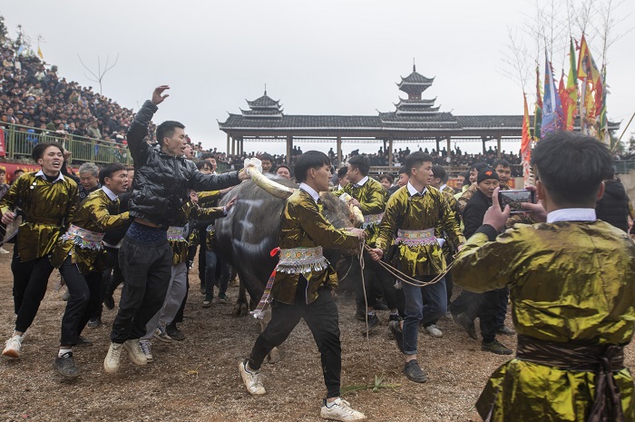 2023年2月11日，人们在贵州省从江县从江县丙妹镇五堂松学斗牛塘为获胜牛王欢呼喝彩。_DSC6724