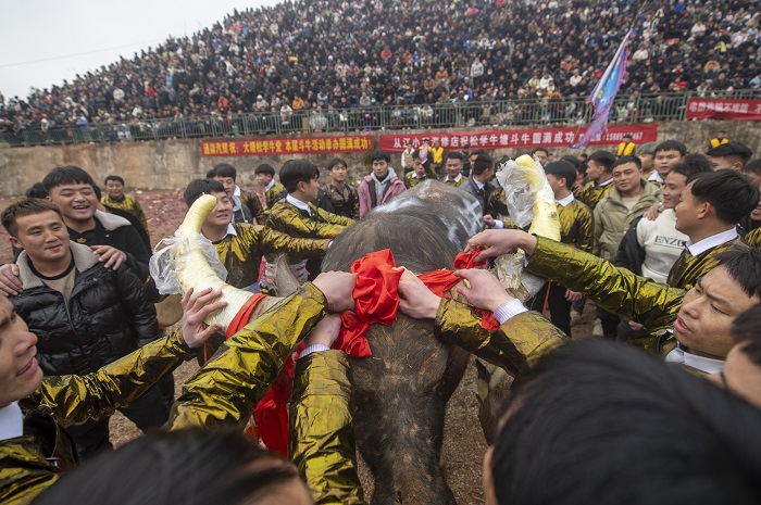 2023年2月11日，人们在贵州省从江县从江县丙妹镇五堂松学斗牛塘为获胜牛王披红挂彩。_DSC6730