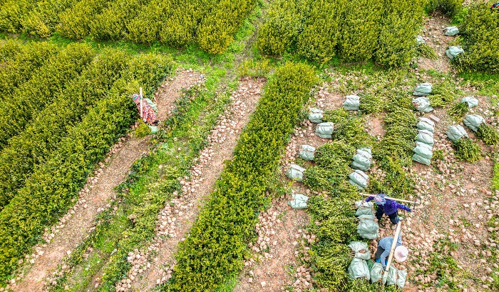 2023年2月12日，村民在贵州省从江县洛香镇上皮林村油茶育苗基地里搬运油茶秧苗。 (1)