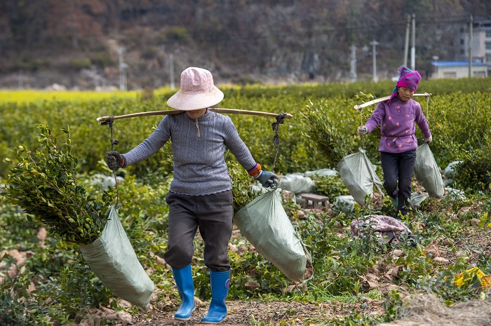 2023年2月12日，村民在贵州省从江县洛香镇上皮林村油茶育苗基地里搬运油茶秧苗。 (3)