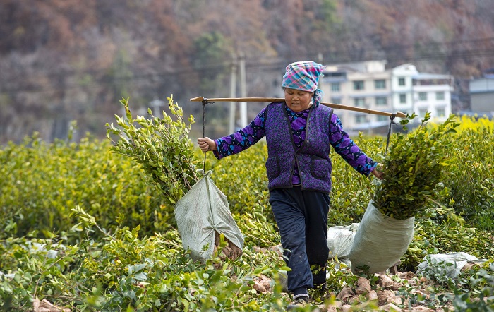 2023年2月12日，村民在贵州省从江县洛香镇上皮林村油茶育苗基地里搬运油茶秧苗。 (4)