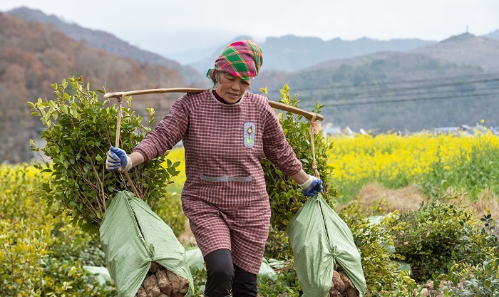 2023年2月12日，村民在贵州省从江县洛香镇上皮林村油茶育苗基地里搬运油茶秧苗。 (5)