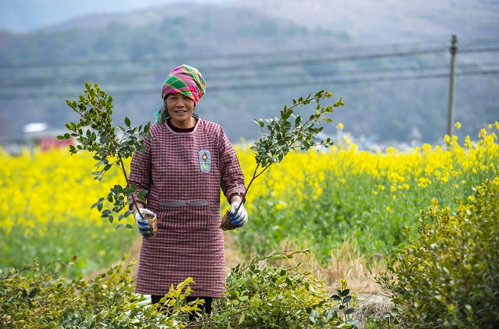 2023年2月12日，村民在贵州省从江县洛香镇上皮林村油茶育苗基地里起油茶秧苗。 (3)