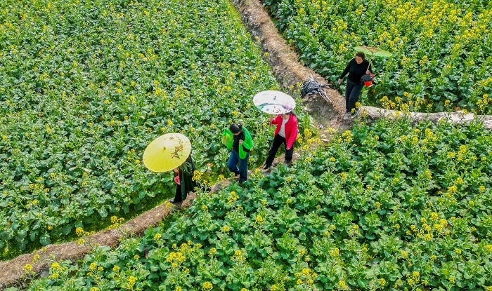 2023年2月15日，人们在贵州省从江县洛香镇上皮林村油菜花田游玩。 (2)