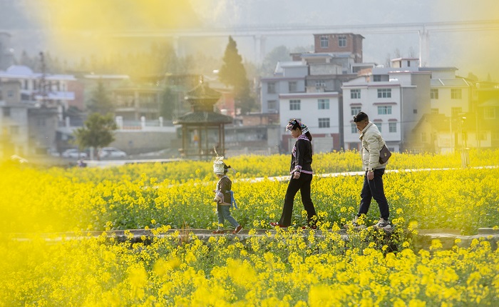 2023年2月15日，人们在贵州省从江县洛香镇上皮林村油菜花田游玩。 (8)