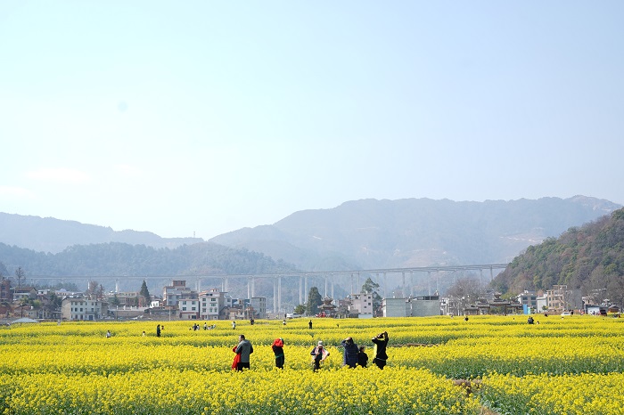 2023年2月26日，在贵州省黔东南苗族侗族自治州从江县洛香镇上皮林村，侗族群众正在花海中赏花。（2）