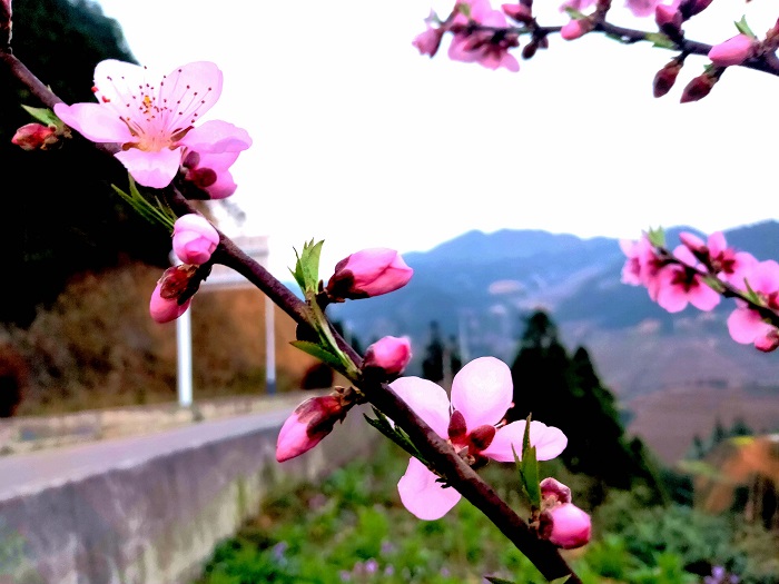 图为桃花一朵接一朵的盛开，给春天增添了一抹绚丽的色彩 (2)