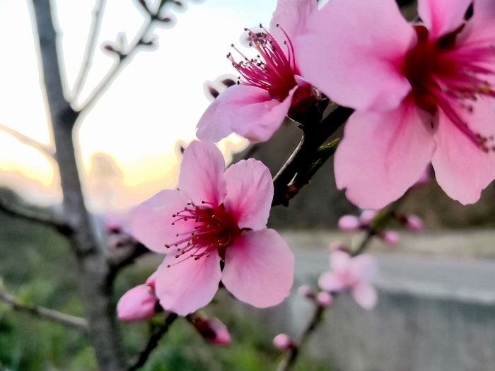 图为桃花一朵接一朵的盛开，给春天增添了一抹绚丽的色彩 (3)