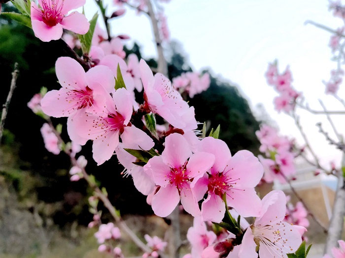 图为桃花一朵接一朵的盛开，给春天增添了一抹绚丽的色彩