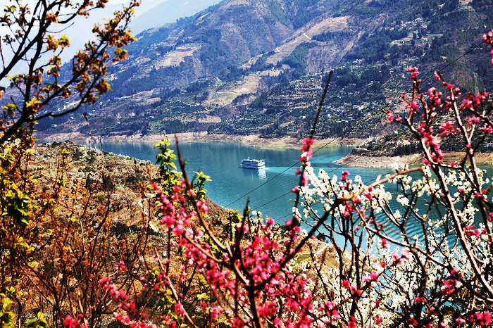 图4：新三峡黄金水道画舫醉在花卉中。2023年3月15日，摄于重庆巫山巫峡镇。唐金生摄