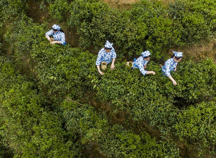 1、3月21日，2023年六堡茶开茶节系列活动在广西梧州市苍梧县六堡镇举行。图为采摘春茶体验（无人机照片）何华文