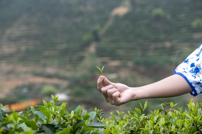 9、3月21日，2023年六堡茶开茶节系列活动在广西梧州市苍梧县六堡镇举行。图为采摘春茶体验。（何华文）