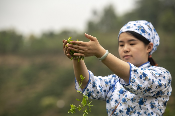 11、3月21日，2023年六堡茶开茶节系列活动在广西梧州市苍梧县六堡镇举行。图为采摘春茶体验。（何华文）