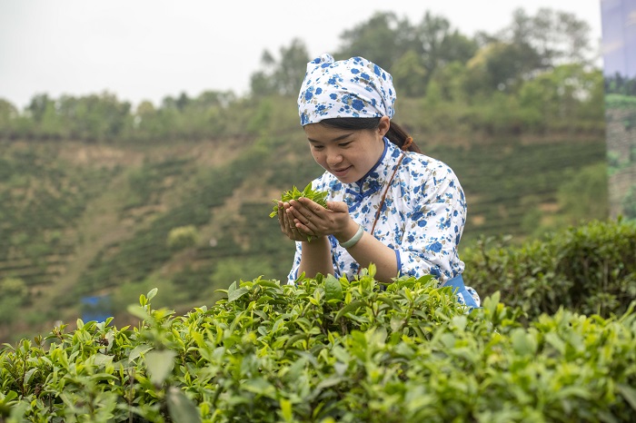 12、3月21日，2023年六堡茶开茶节系列活动在广西梧州市苍梧县六堡镇举行。图为采摘春茶体验。（何华文）