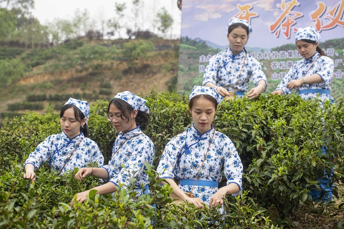 20、3月21日，2023年六堡茶开茶节系列活动在广西梧州市苍梧县六堡镇举行。图为采摘春茶体验。（何华文）