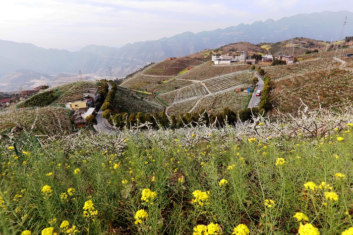图1：巫山李花园靓丽的旅游路。2023年3月21日，摄于重庆巫山县城至骡坪镇公路。唐金生  17784436870