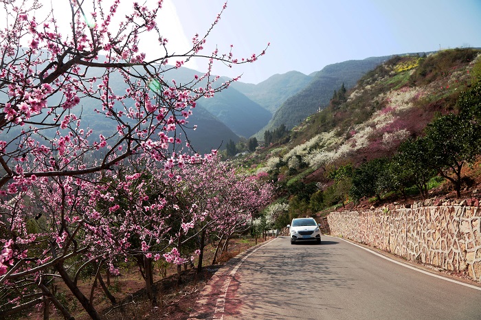 图5：巫山乡村旅游花卉路。2023年3月15日，摄于重庆巫山江南大道。唐金生  17784436870