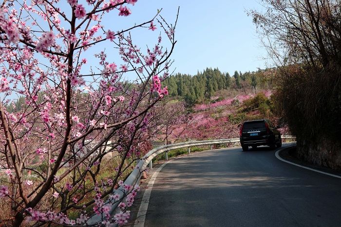 图6：巫山乡村振兴桃花路。2023年3月15日，摄于重庆巫山巫峡。唐金生  17784436870